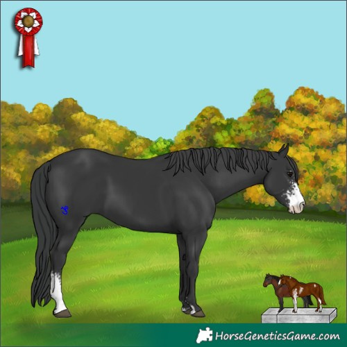 Horse Color:Black Sabino