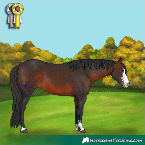 Horse Color:Brown Sabino 
