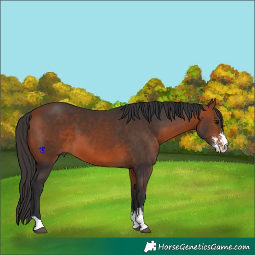Horse Color:Bay Sabino