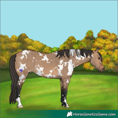 Horse Color:White Spotted Bay Dun 
