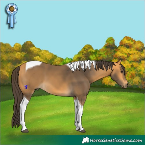 Horse Color:Buckskin Tobiano 