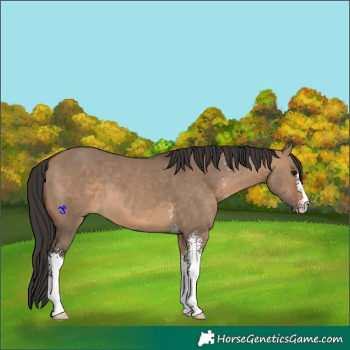 Horse Color:Brown Dun Sabino