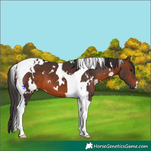 Horse Color:White Spotted Brown Tobiano 