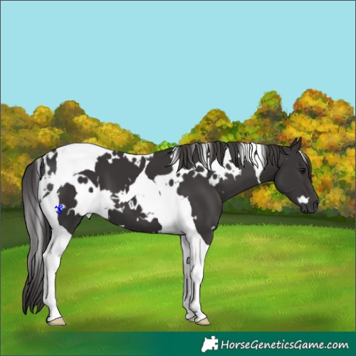 Horse Color:White Spotted Smoky Black Tobiano 