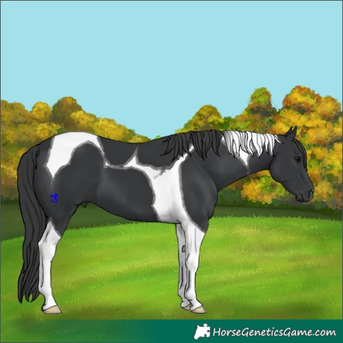 Horse Color:Black Tobiano