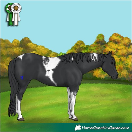 Horse Color:Black Tobiano
