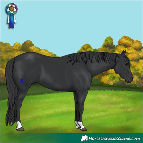 Horse Color:Black 