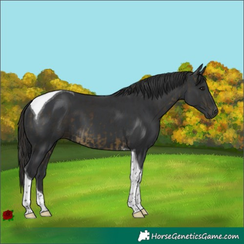 Horse Color:Buckskin Tobiano and Black Tobiano