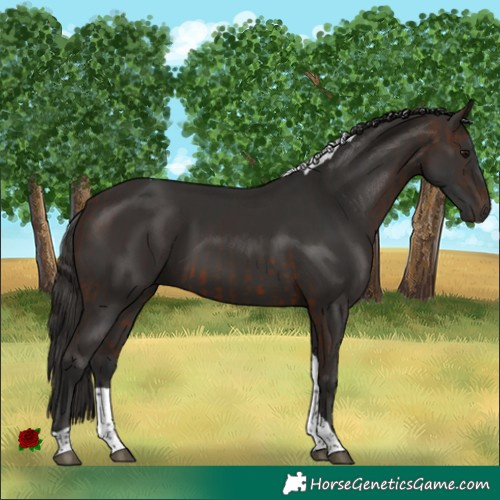 Horse Color:Brown Tobiano and Liver Chestnut Tobiano