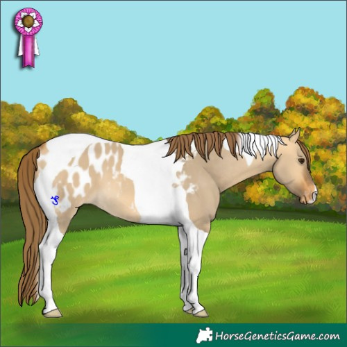 Horse Color:Buckskin Dun Tobiano Near Leopard 