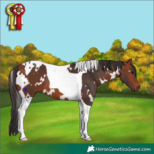 Horse Color:White Spotted Bay Tobiano 