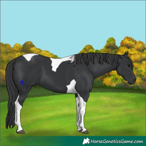 Horse Color:Black Tobiano