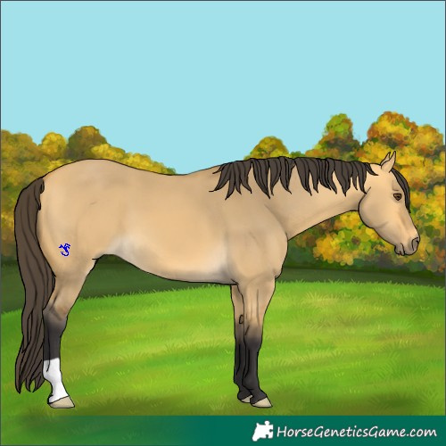 Horse Color:Buckskin Dun 