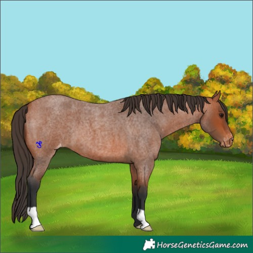 Horse Color:Bay Roan Varnish