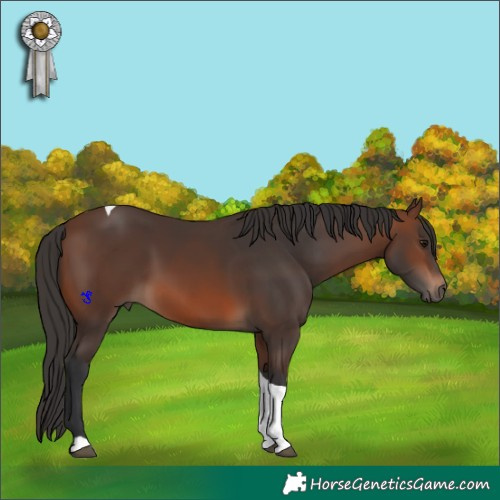Horse Color:Brown Tobiano