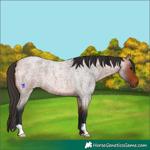 Horse Color:Bay Roan