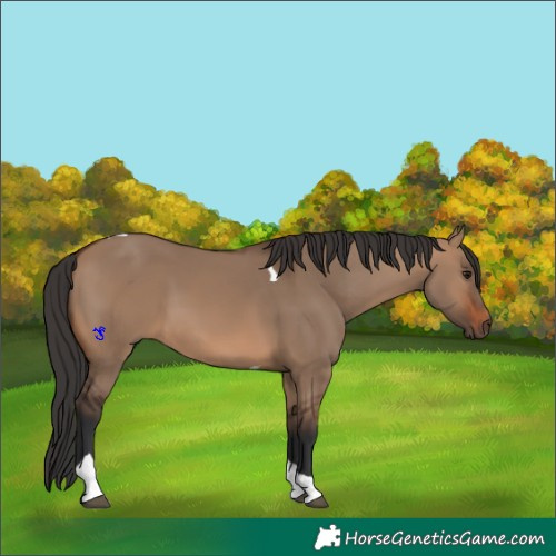 Horse Color:Brown Dun Tobiano 