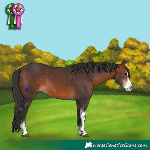Horse Color:Brown Sabino 