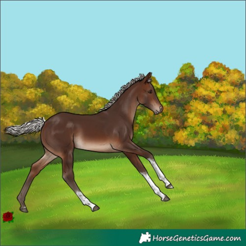 Horse Color:Silver Brown Tobiano