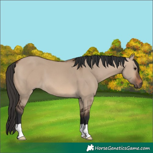 Horse Color:Brown Dun