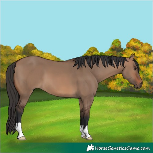 Horse Color:Brown Dun 