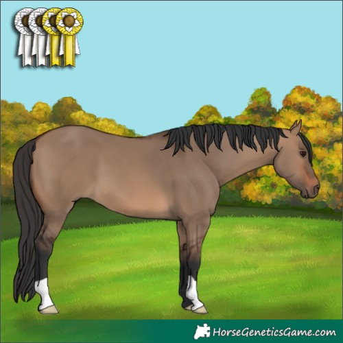 Horse Color:Brown Dun