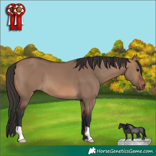 Horse Color:Brown Dun 