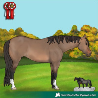 Horse Color:Brown Dun 