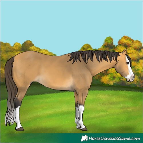 Horse Color:Buckskin Splash 