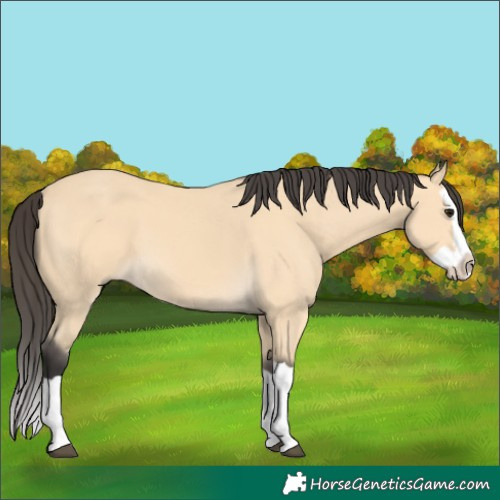 Horse Color:Buckskin Splash
