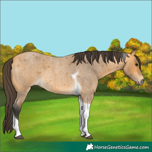 Horse Color:Buckskin Roan Tobiano 