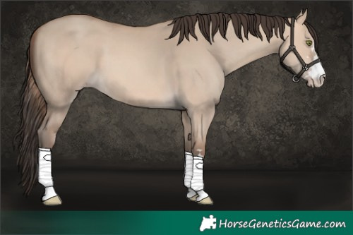 Horse Color:Amber Champagne Dun 
