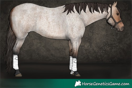 Horse Color:Bay Roan Dun 