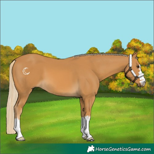 Horse Color:Palomino