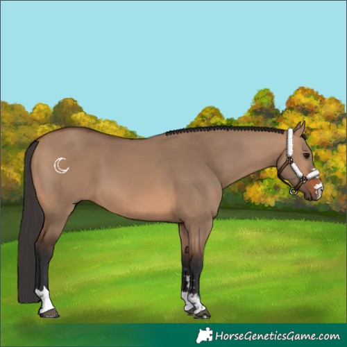 Horse Color:Bay Dun