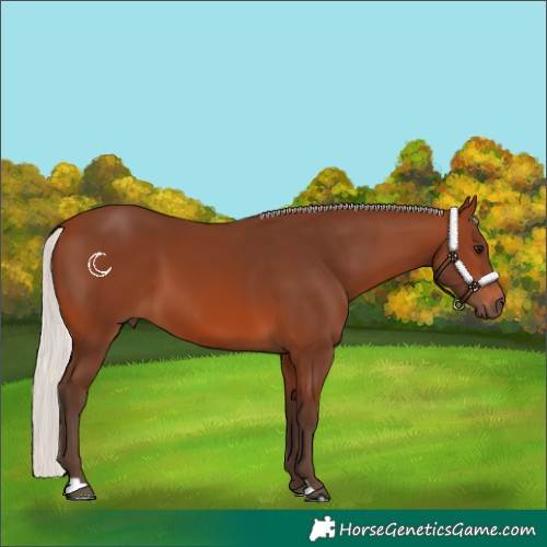 Horse Color:Silver Brown