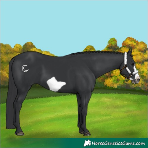Horse Color:Black Frame Rabicano