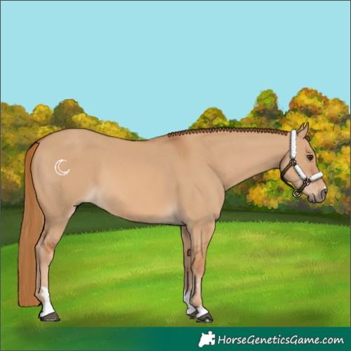 Horse Color:Red Dun