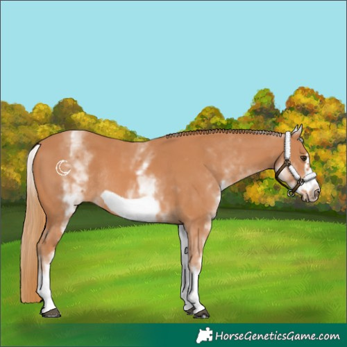 Horse Color:White Spotted Chestnut Frame Rabicano