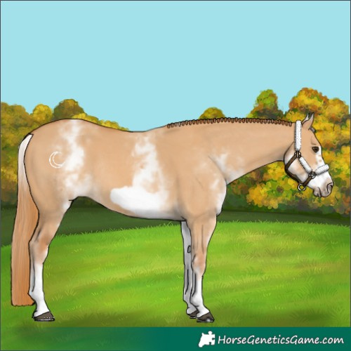 Horse Color:White Spotted Red Dun Frame Rabicano 