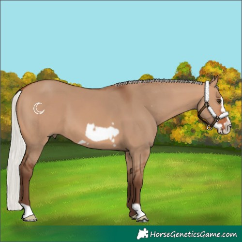 Horse Color:Silver Bay Dun Frame 