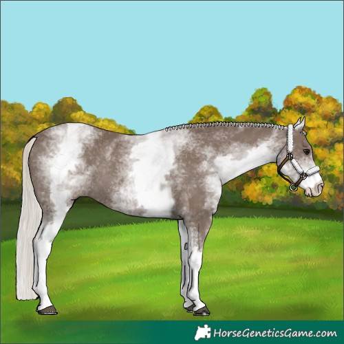 Horse Color:White Spotted Silver Black Rabicano 