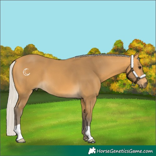 Horse Color:Silver Buckskin