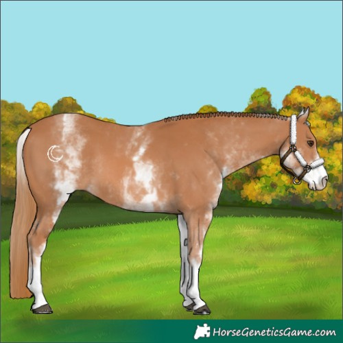 Horse Color:White Spotted Chestnut Rabicano