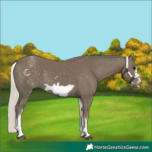 Horse Color:White Spotted Silver Smoky Black Frame