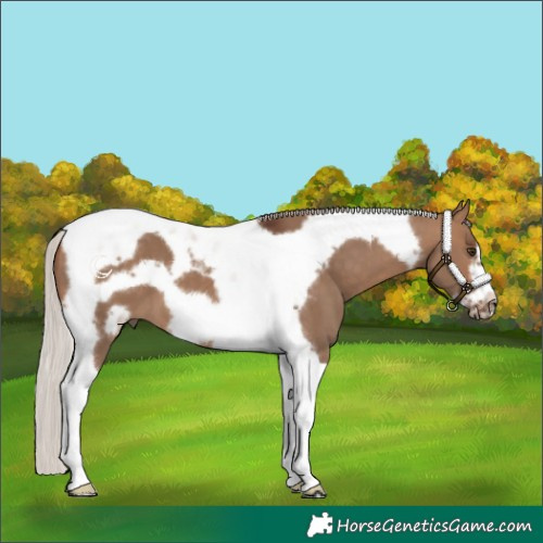 Horse Color:Silver Brown Dun Tobiano Frame 