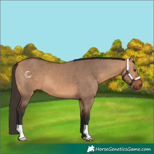 Horse Color:Bay Dun