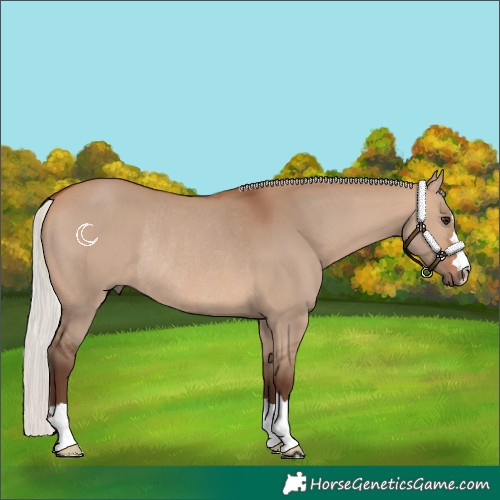 Horse Color:Silver Bay Dun Rabicano