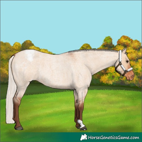 Horse Color:Silver Bay Roan Dun Appaloosa 
