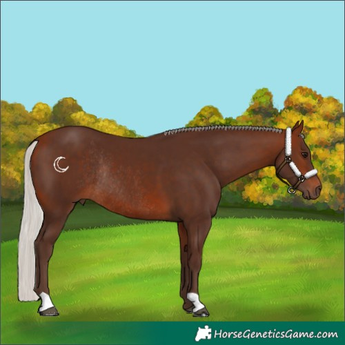 Horse Color:Silver Bay Rabicano